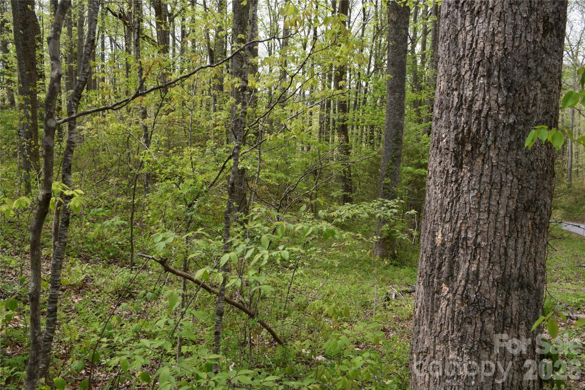 TBD Cabin Flats Road - Photo 4