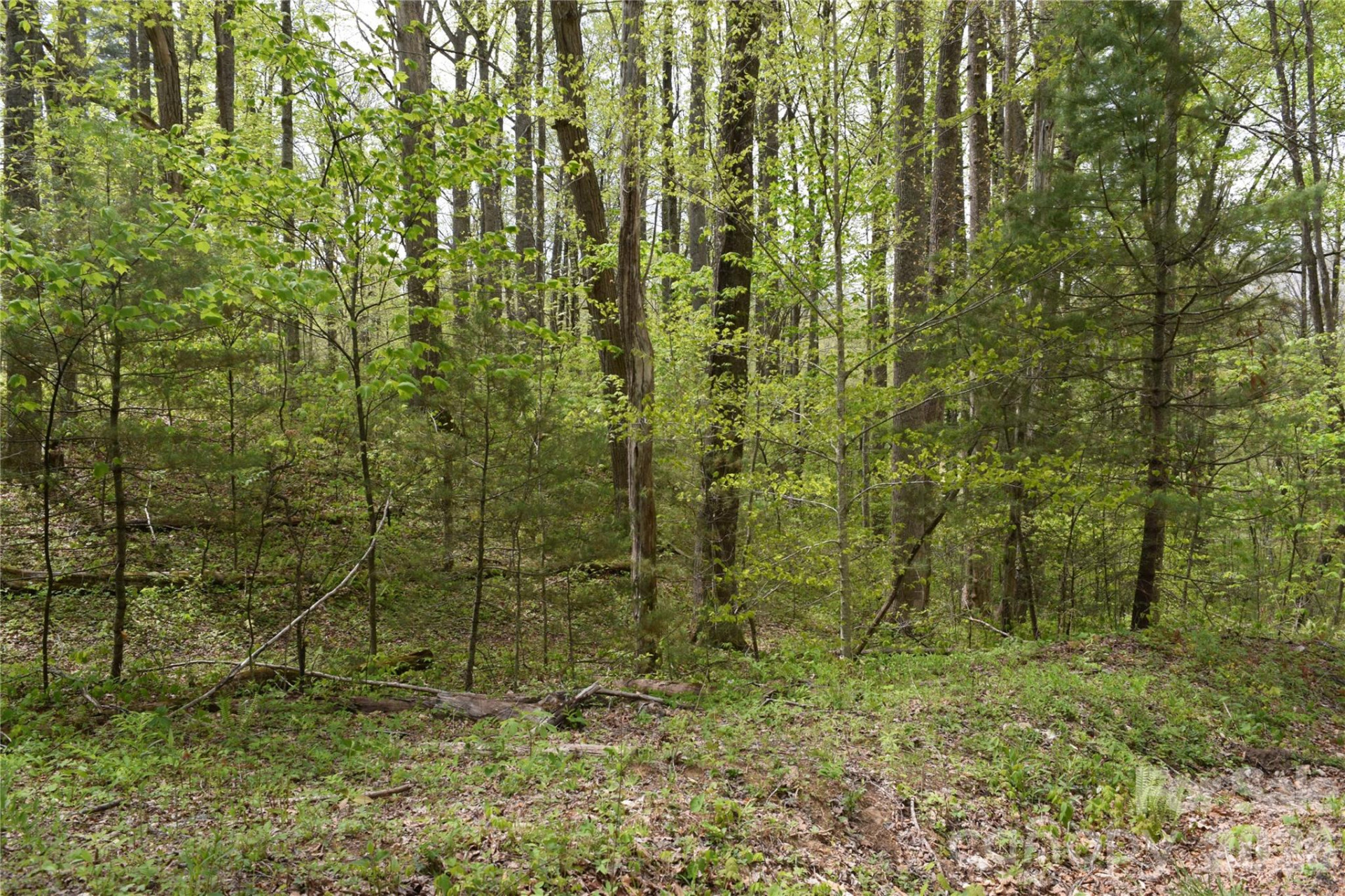 TBD Cabin Flats Road - Photo 5