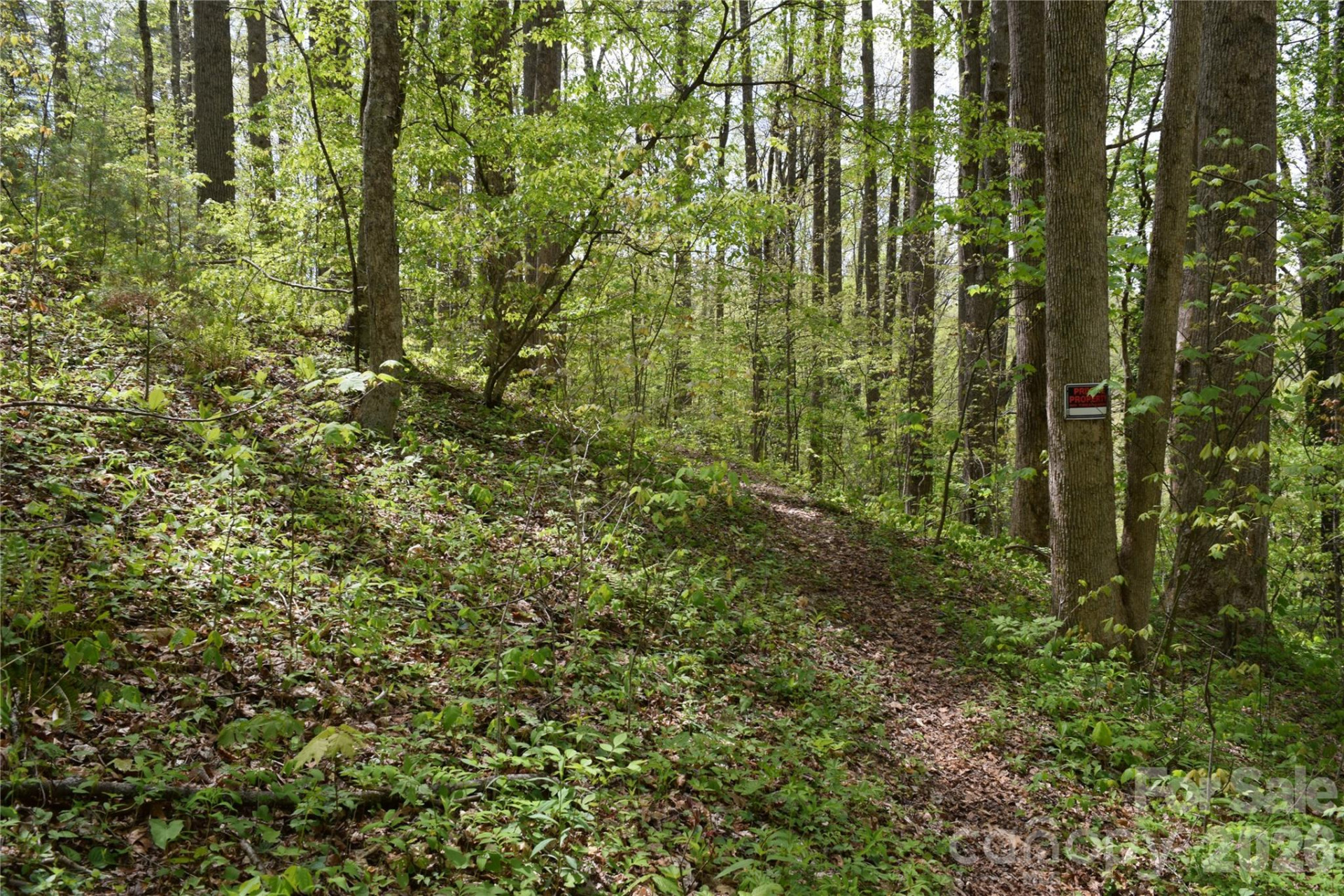 TBD Cabin Flats Road - Photo 6