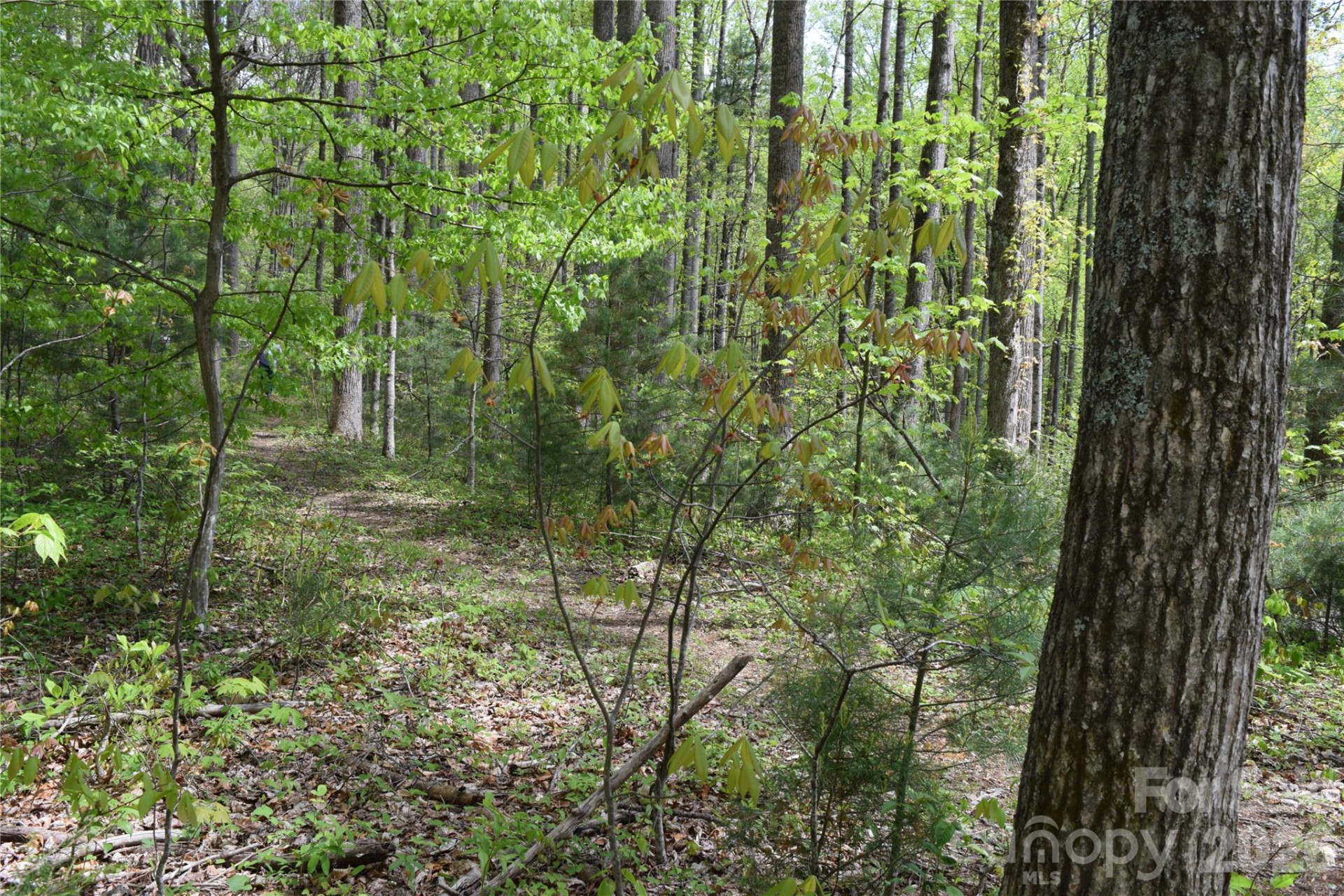 TBD Cabin Flats Road - Photo 7