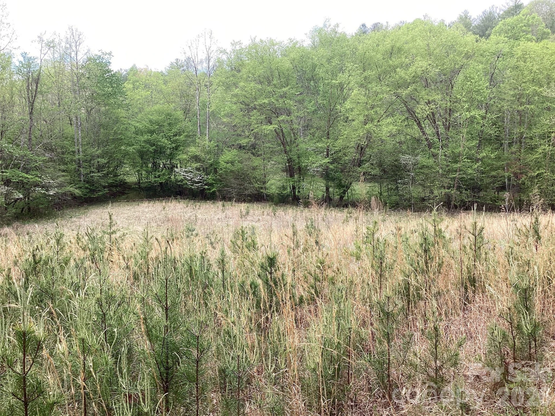 4017 Piney Road - Photo 22