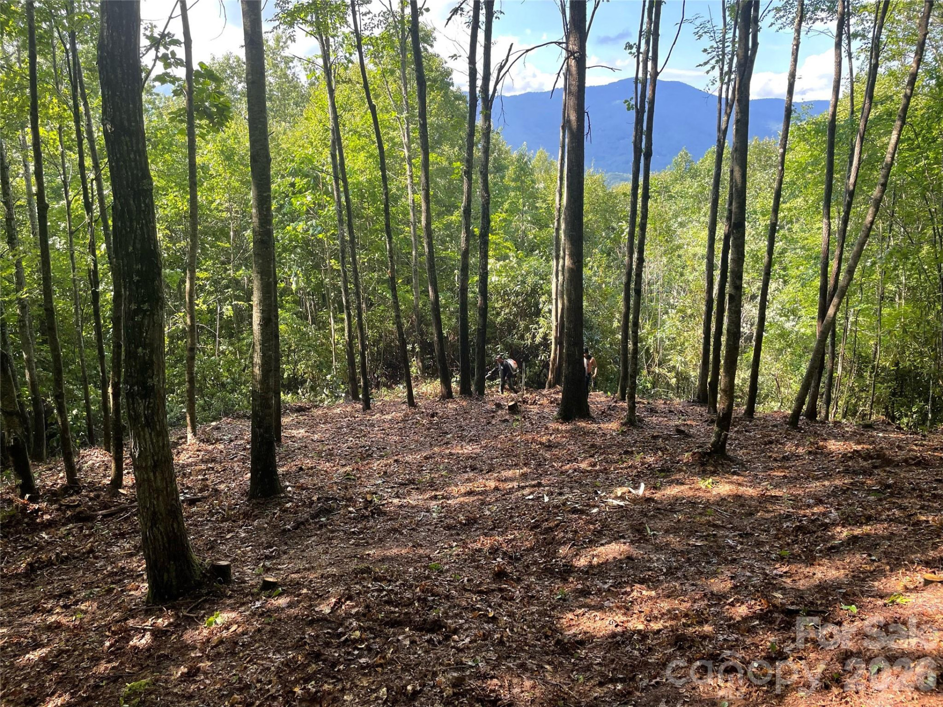 Lt 239 Down The Hill Road #239 - Photo 2