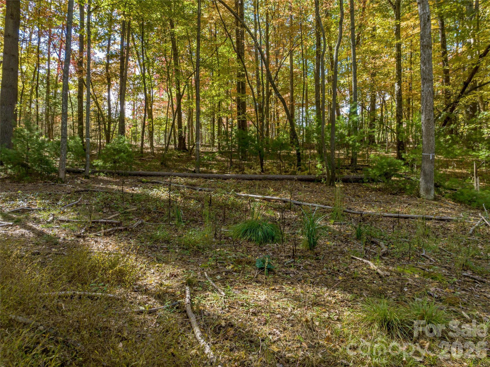 75 Emerald Necklace Drive #411 - Photo 6