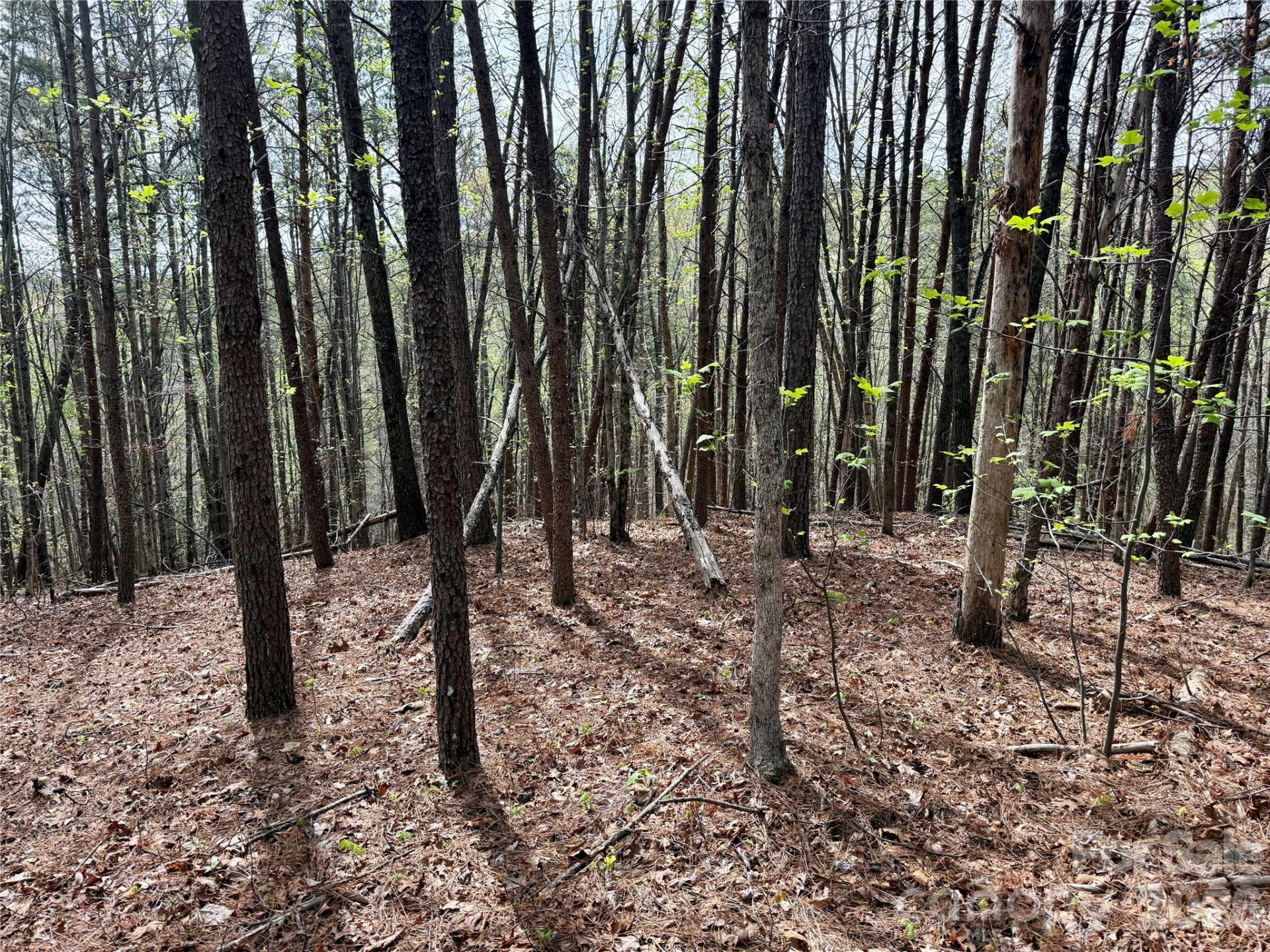 Lot 488 Bella Vista Way #488 - Photo 7