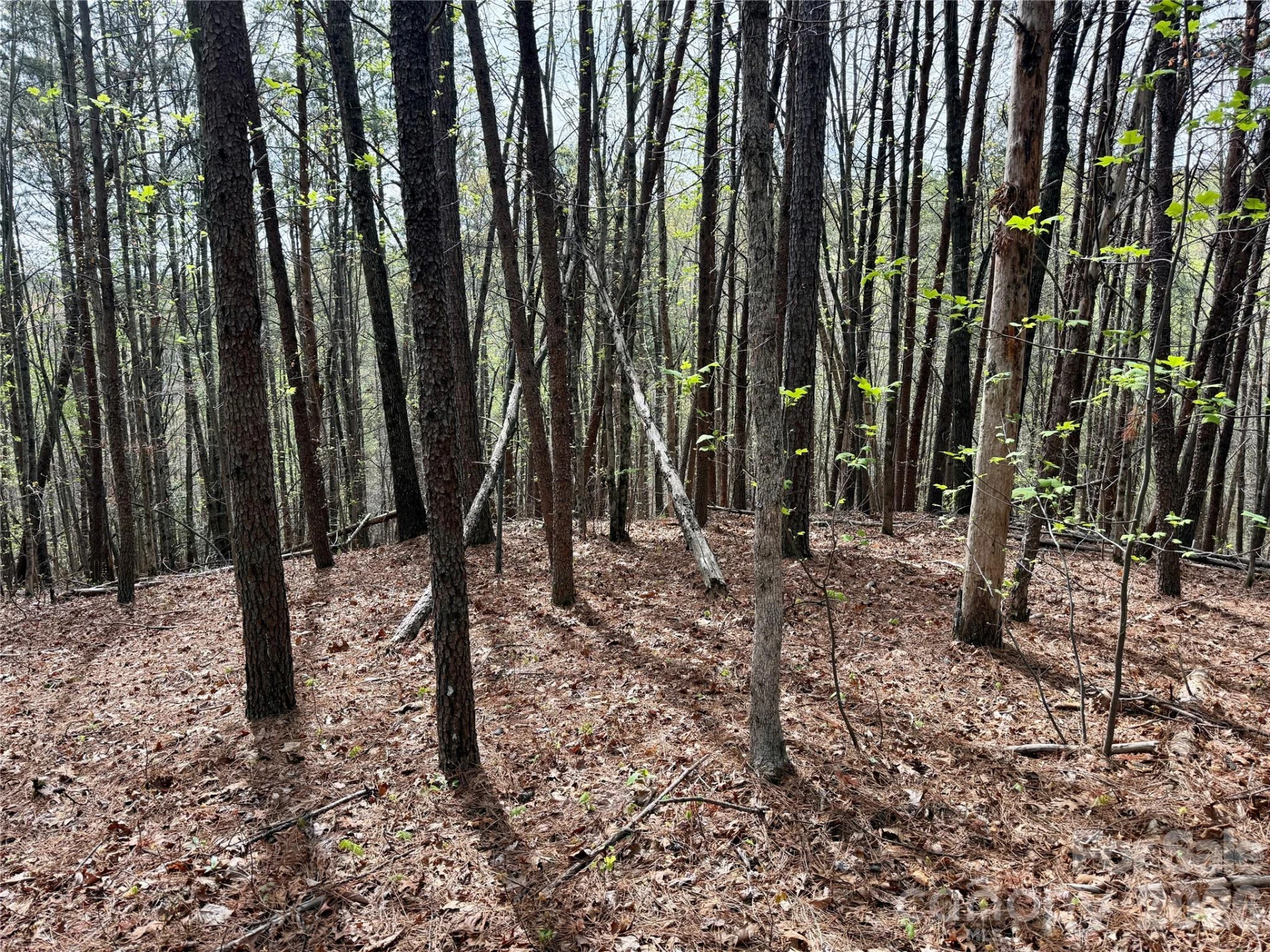Lot 488 Bella Vista Way #488 - Photo 7