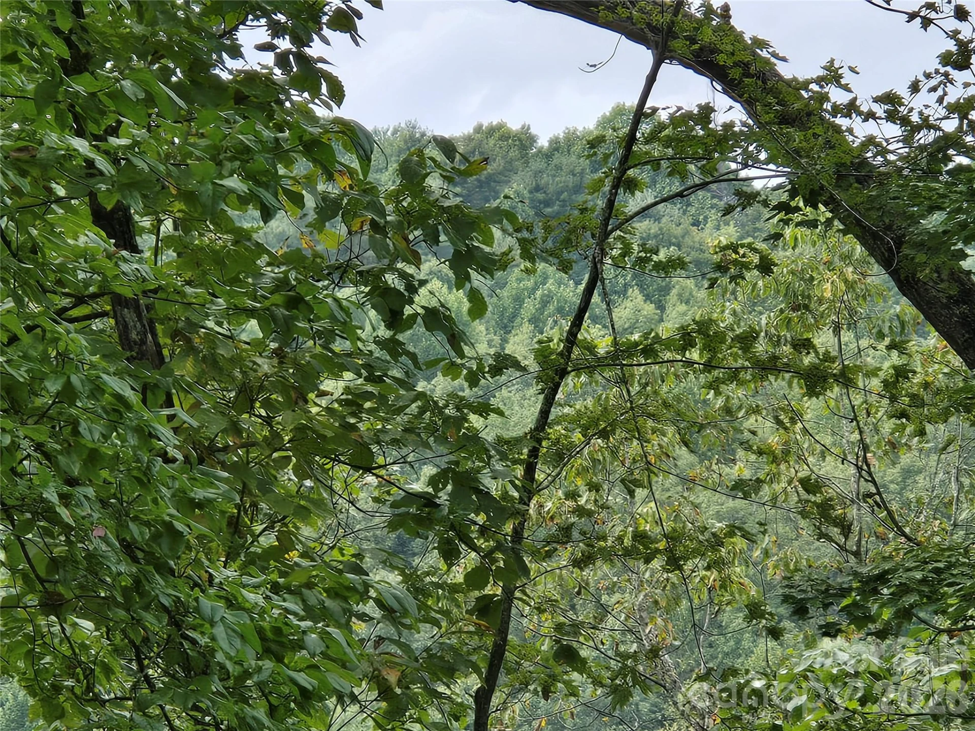 303 Ladd Ridge - Photo 14