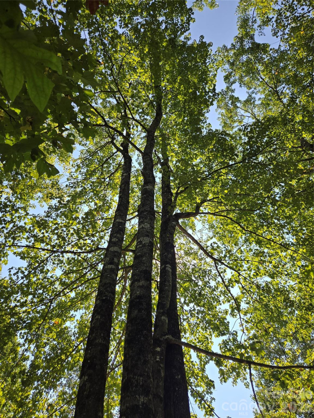 283 Ladd Ridge - Photo 20