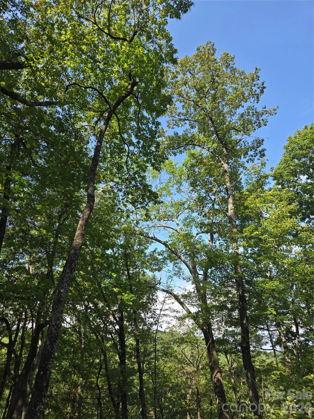 303 Ladd Ridge - Photo 24