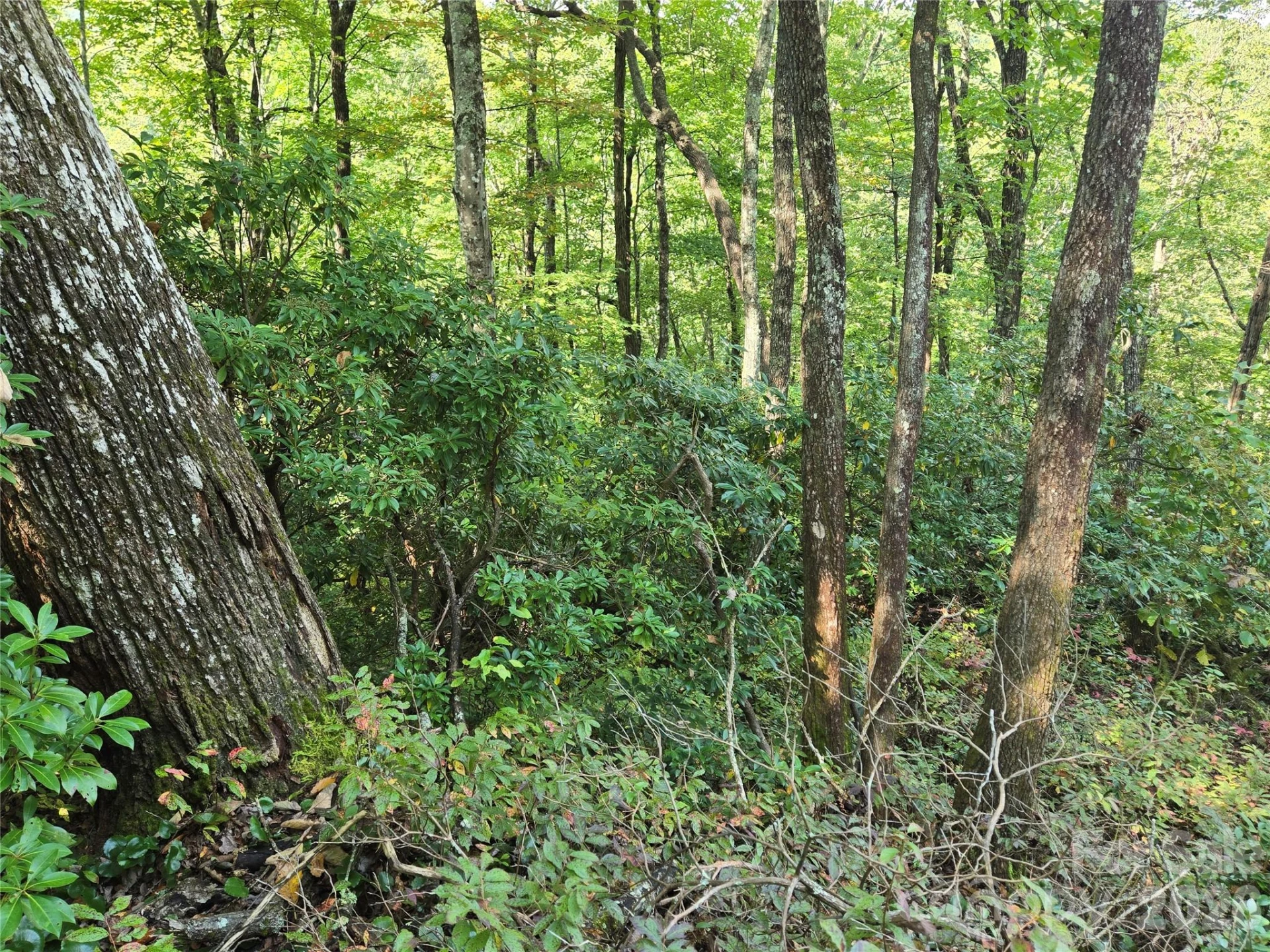 303 Ladd Ridge - Photo 25