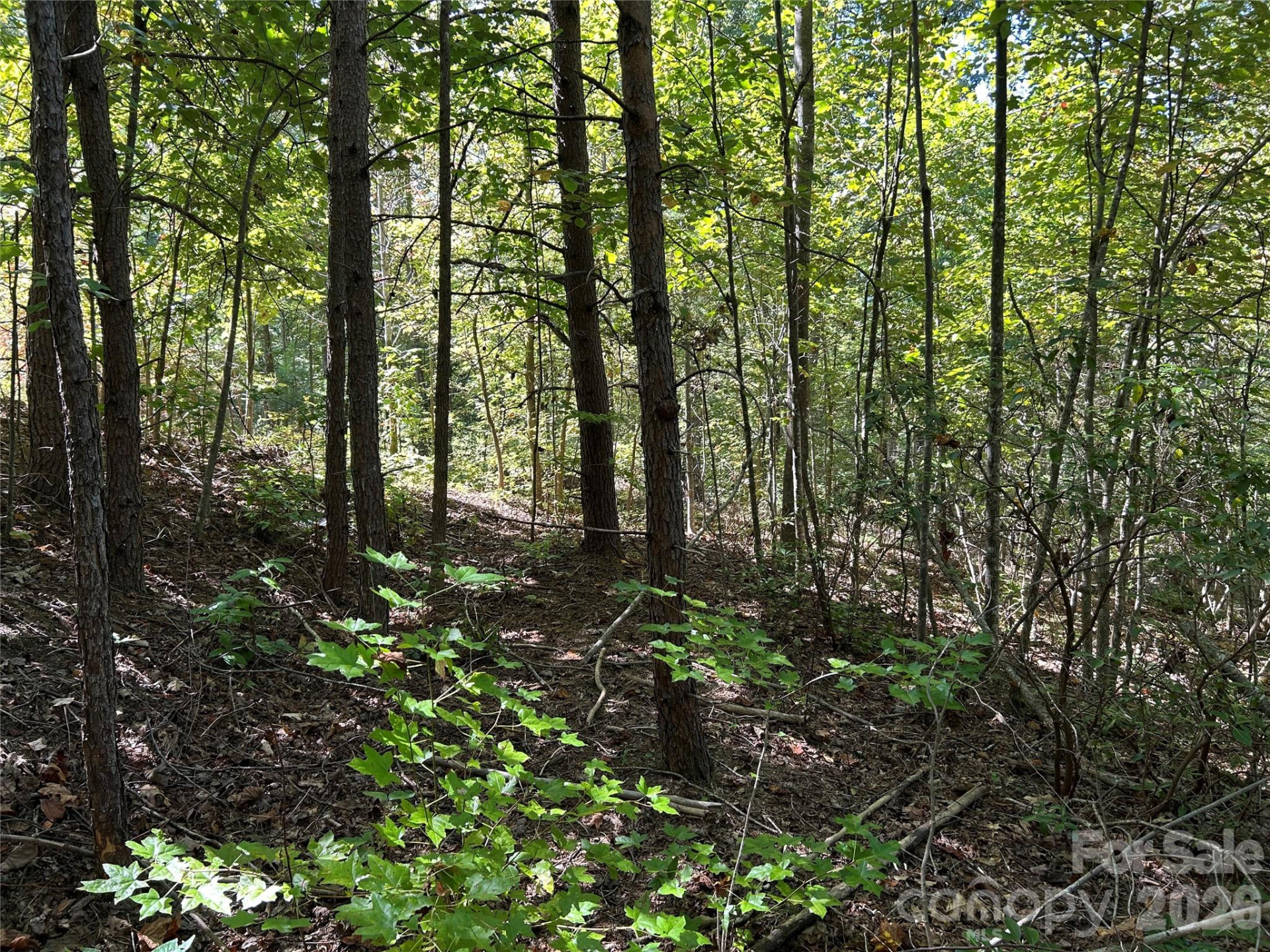 168 Robinwood Trail - Photo 2