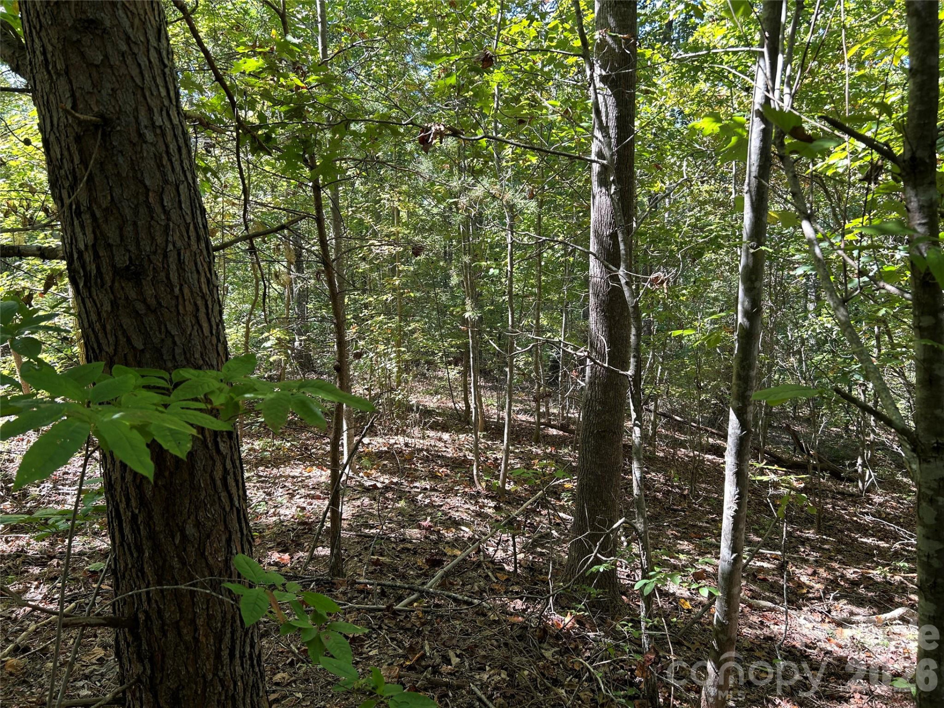 168 Robinwood Trail - Photo 6