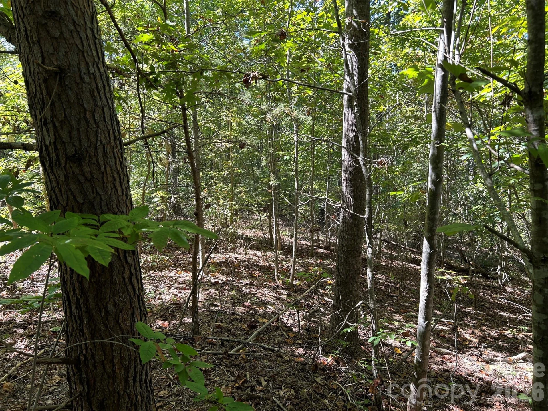 168 Robinwood Trail - Photo 6