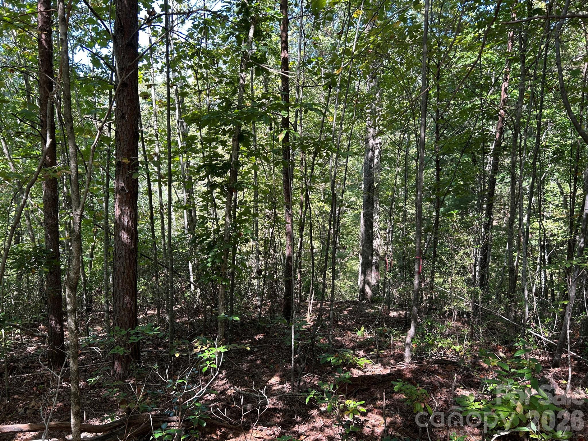 168 Robinwood Trail - Photo 7