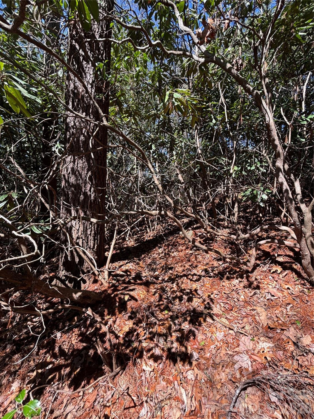 TBD Top of the Mountain Road - Photo 2