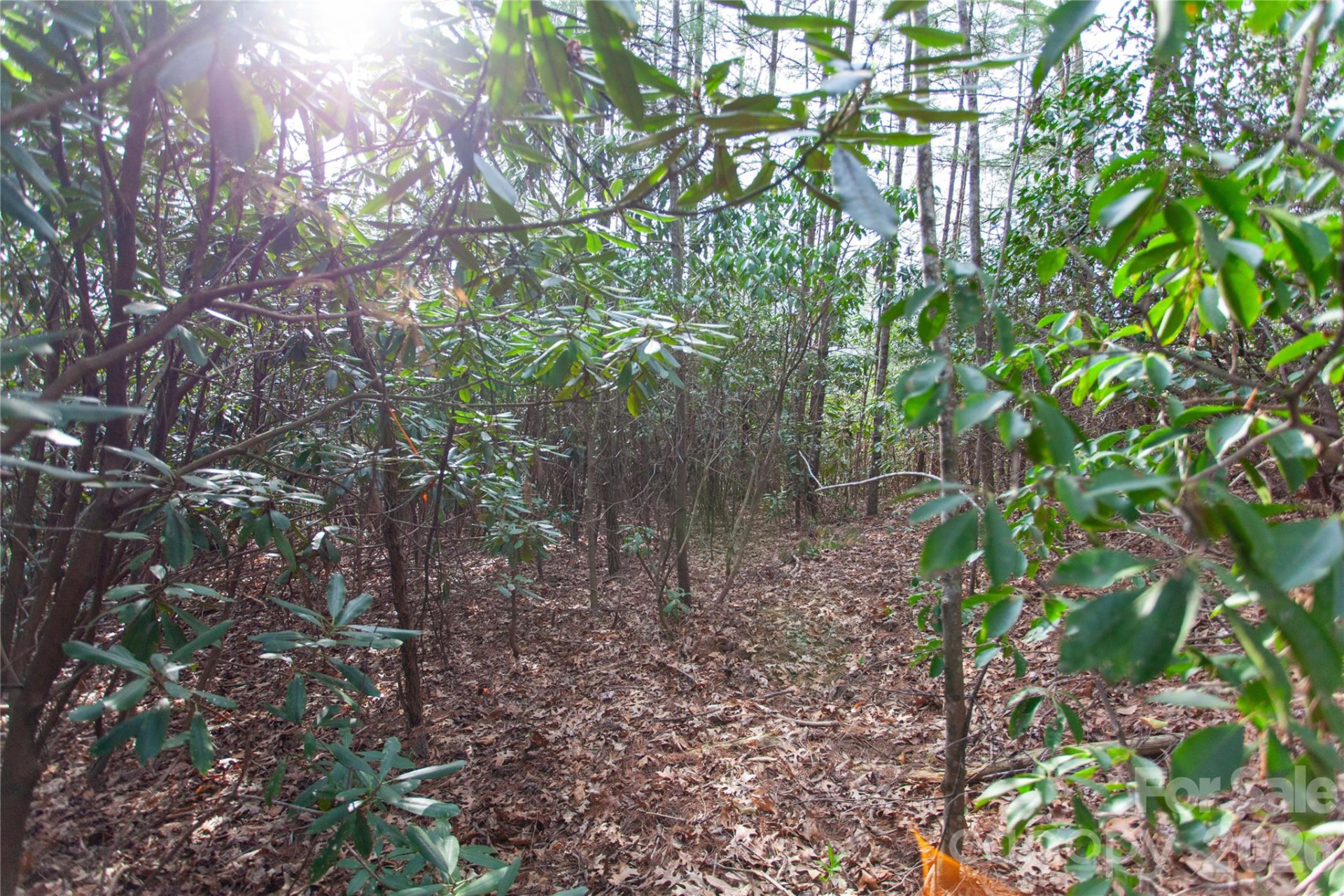 TBD Top of the Mountain Road - Photo 15