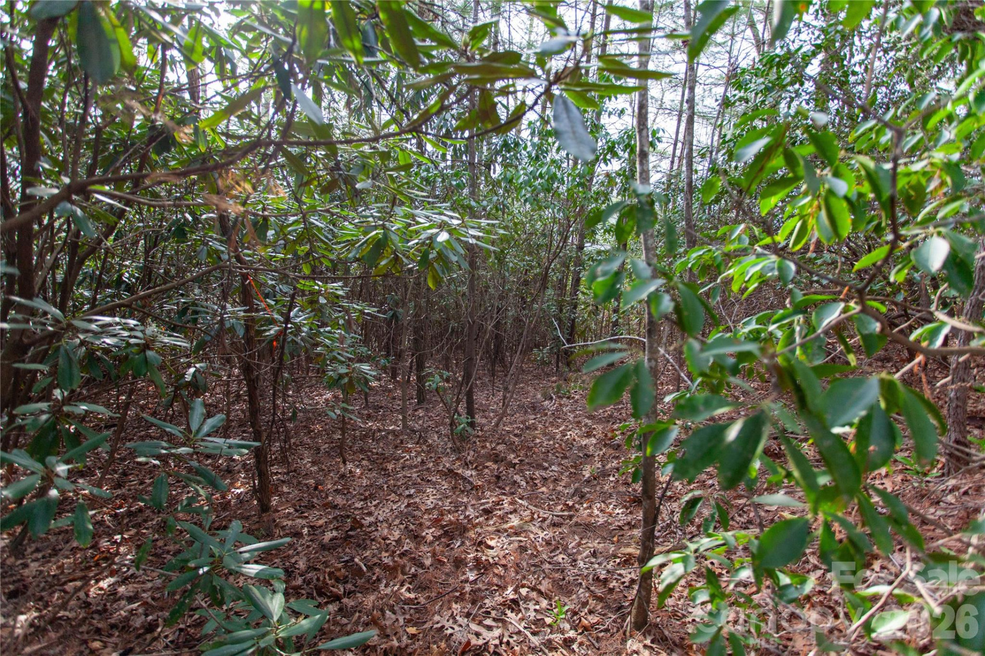 TBD Top of the Mountain Road - Photo 16