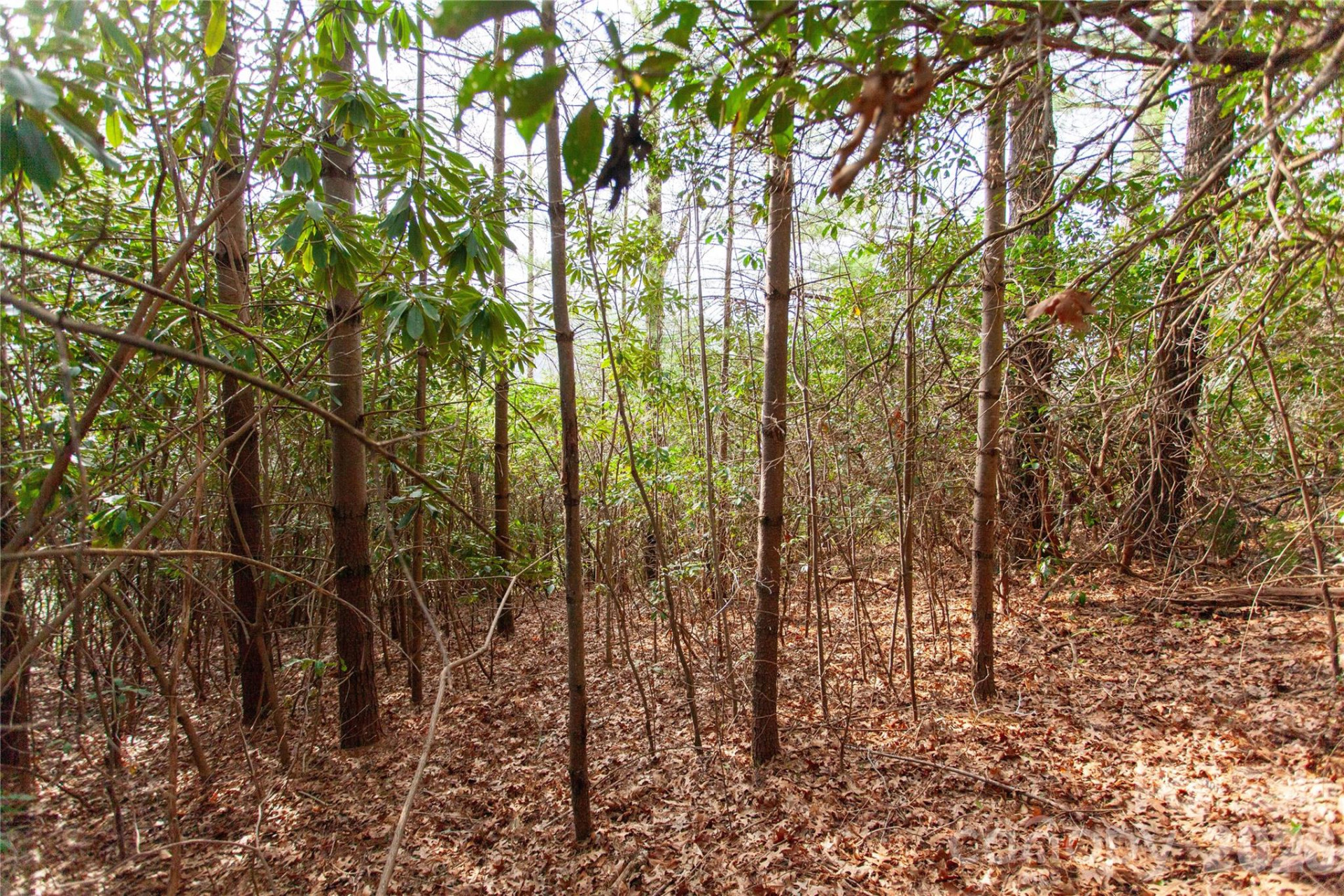 TBD Top of the Mountain Road - Photo 17