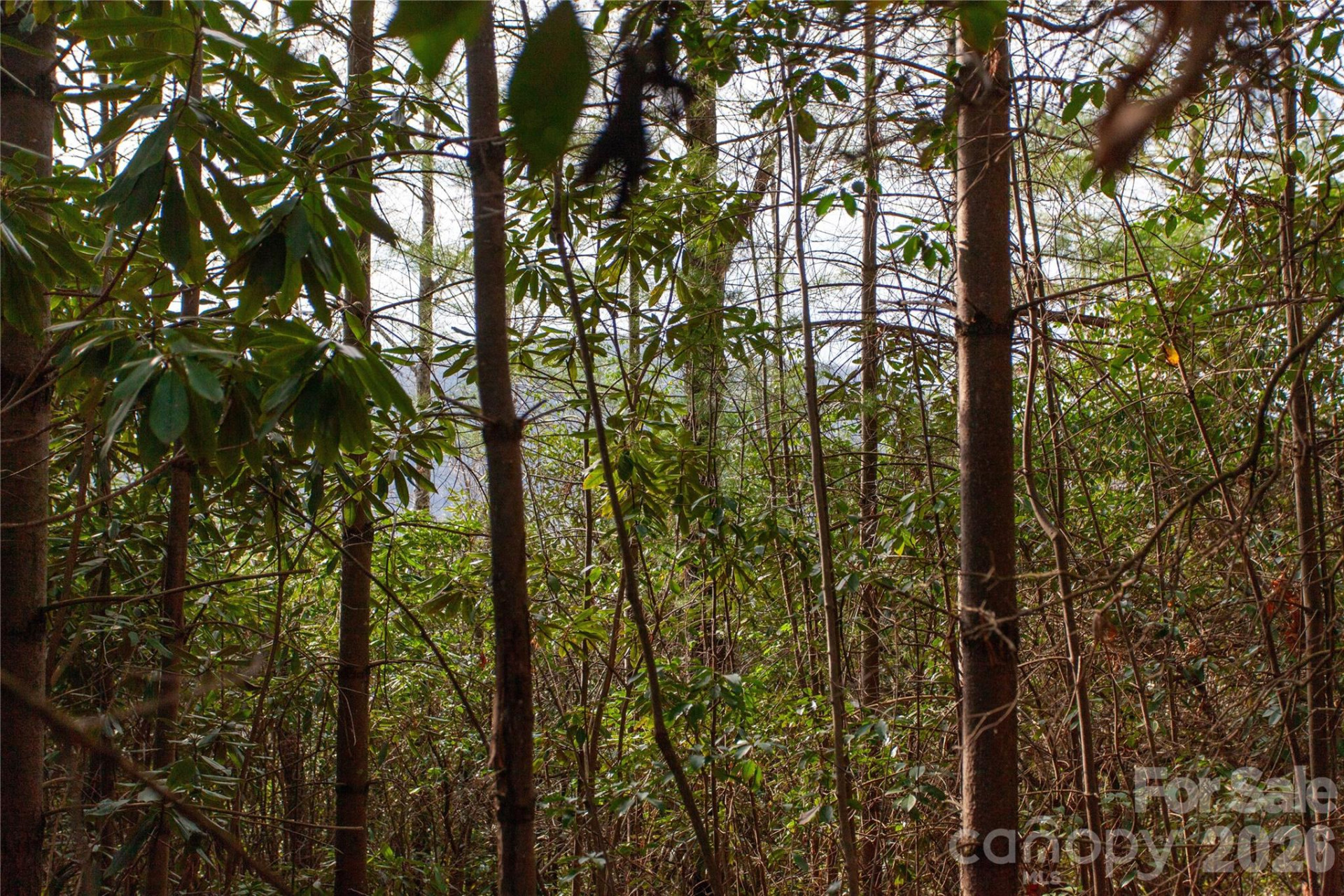 TBD Top of the Mountain Road - Photo 18