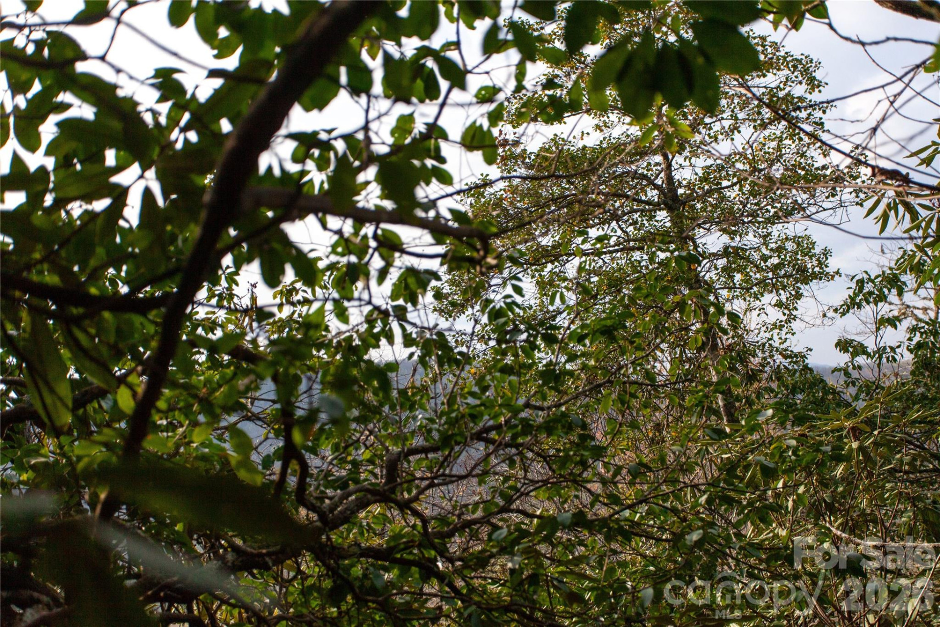 TBD Top of the Mountain Road - Photo 19