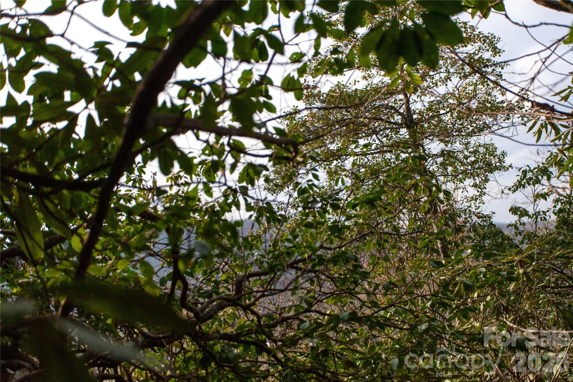 TBD Top of the Mountain Road - Photo 19