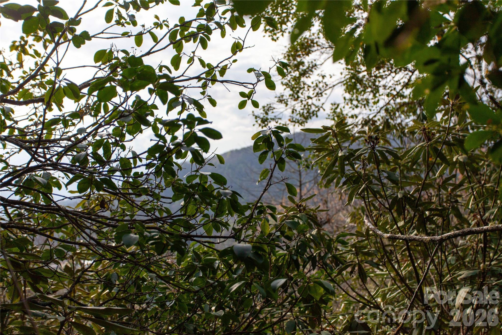 TBD Top of the Mountain Road - Photo 20