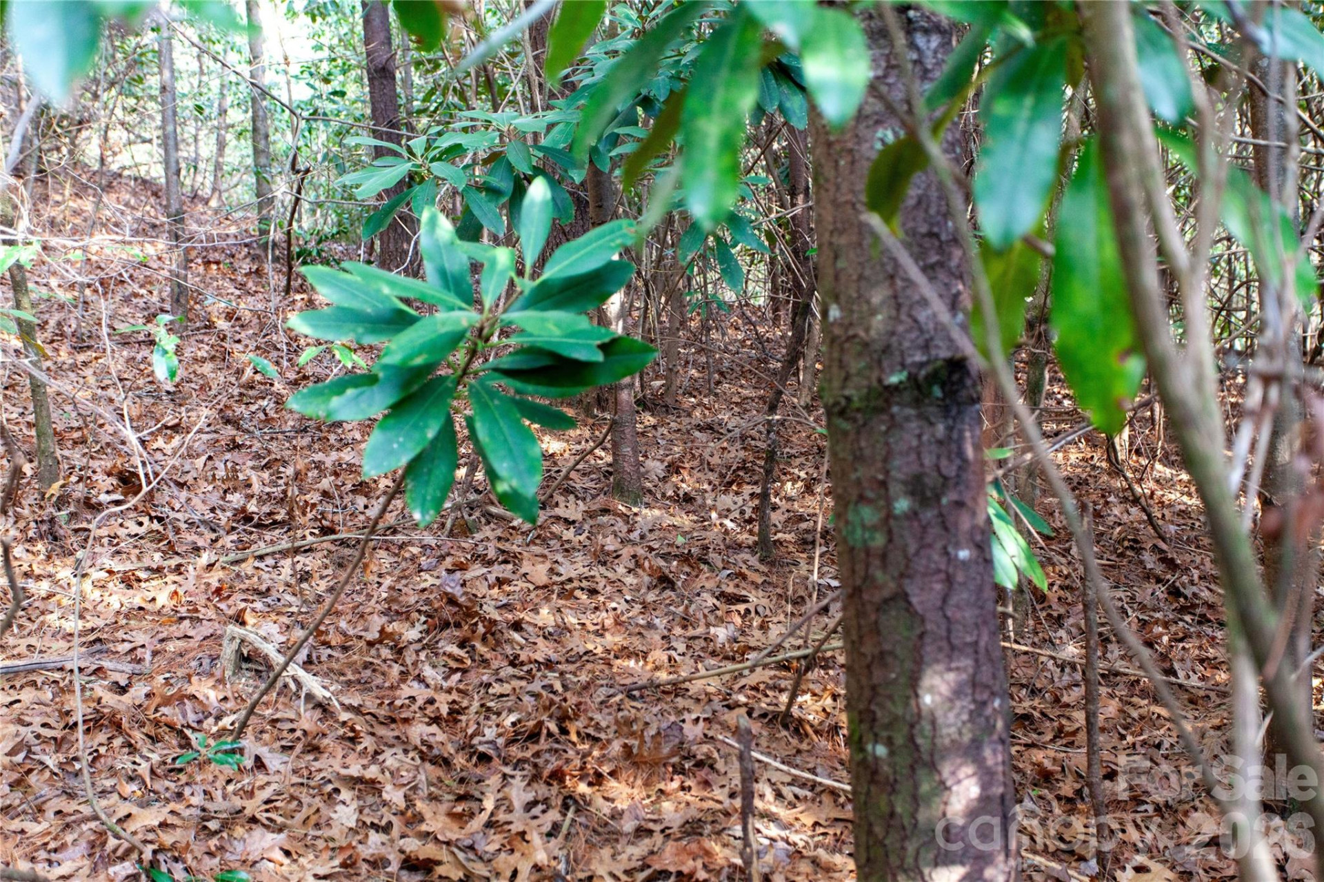 TBD Top of the Mountain Road - Photo 22