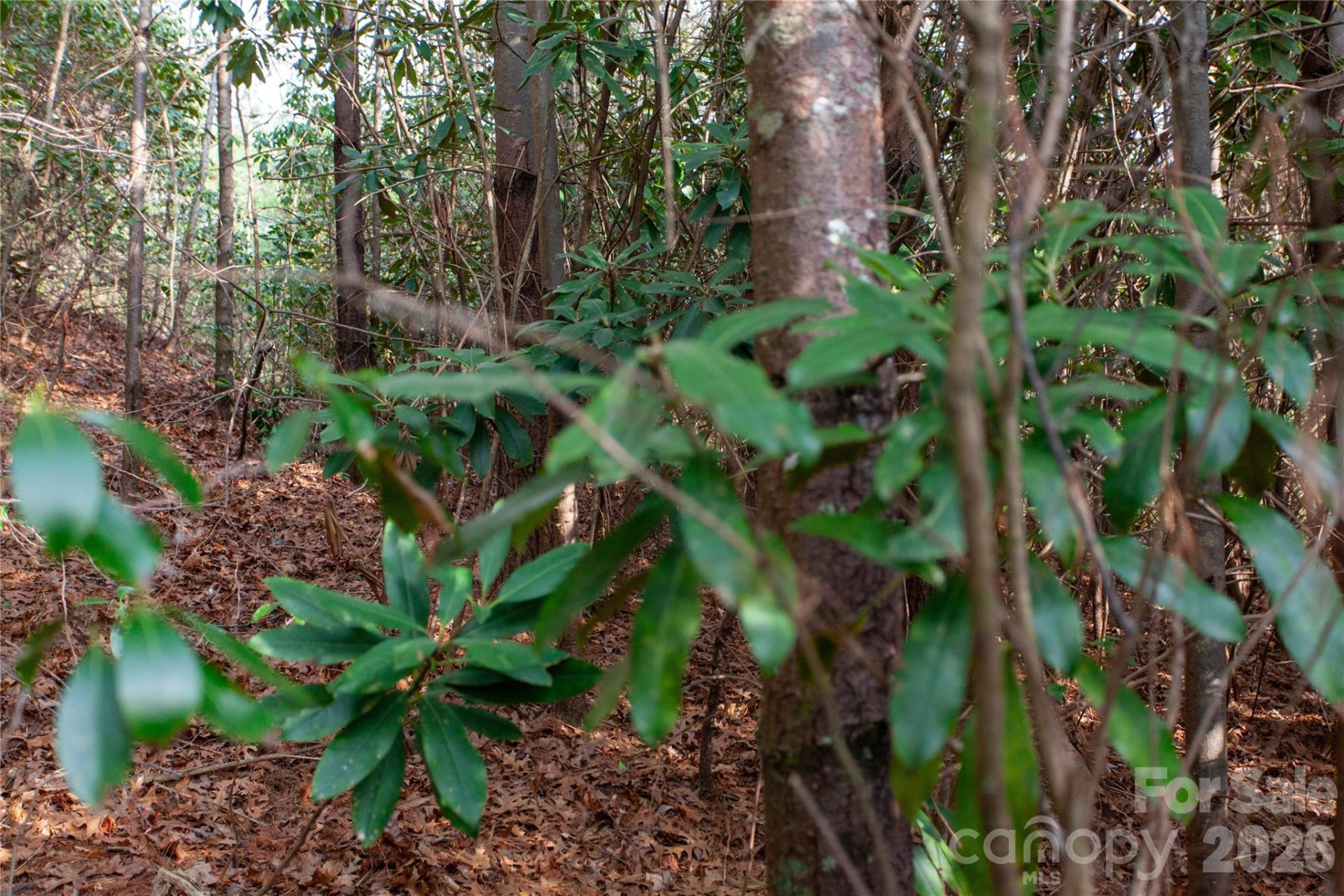 TBD Top of the Mountain Road - Photo 23