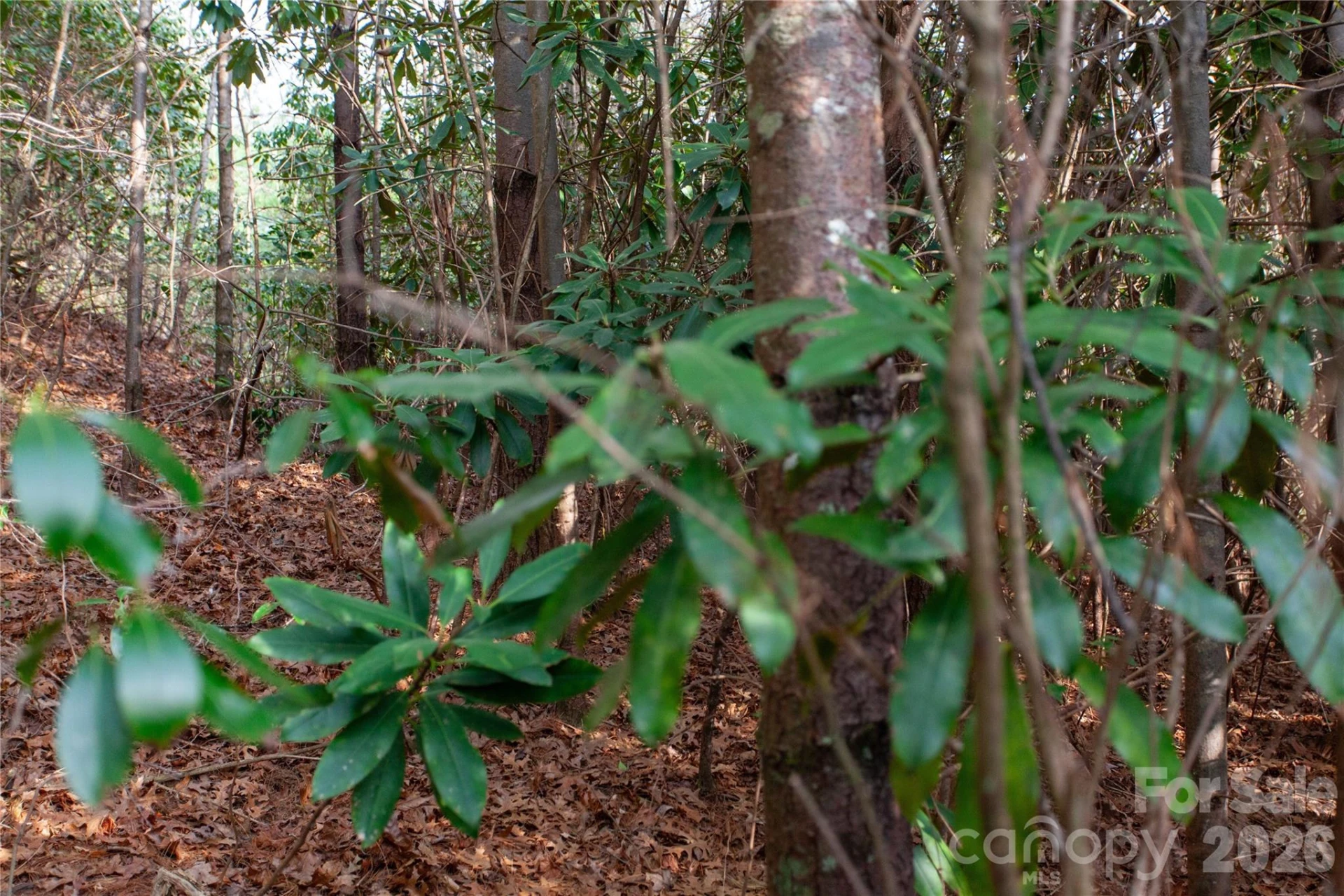 TBD Top of the Mountain Road - Photo 23