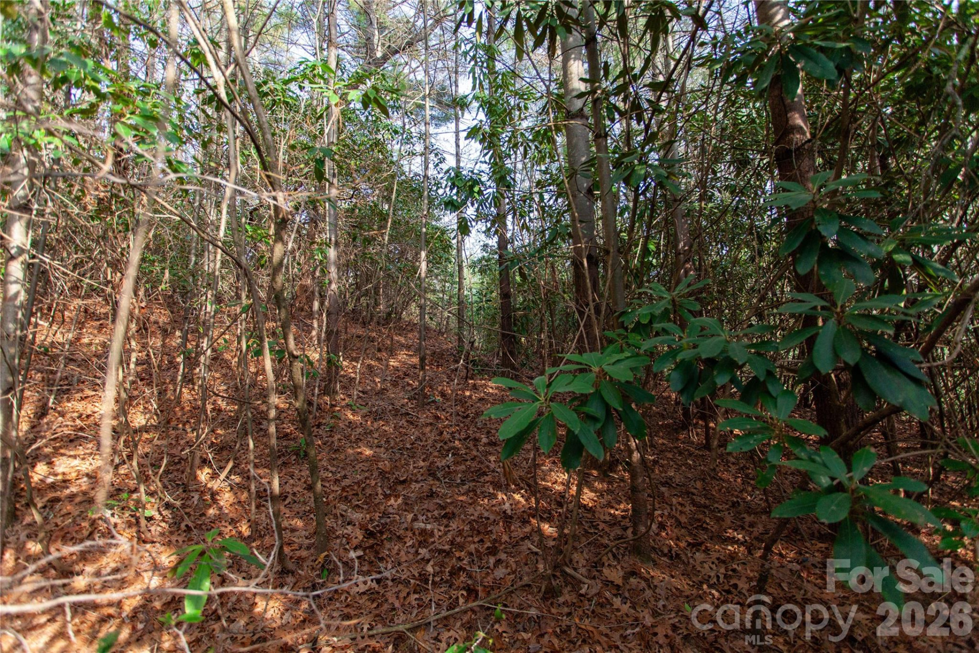 TBD Top of the Mountain Road - Photo 24