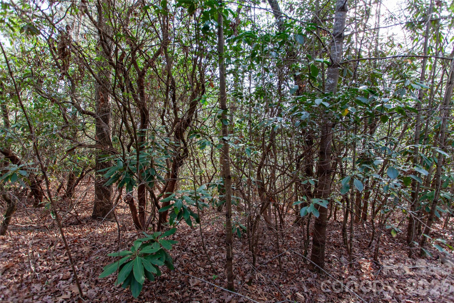 TBD Top of the Mountain Road - Photo 28