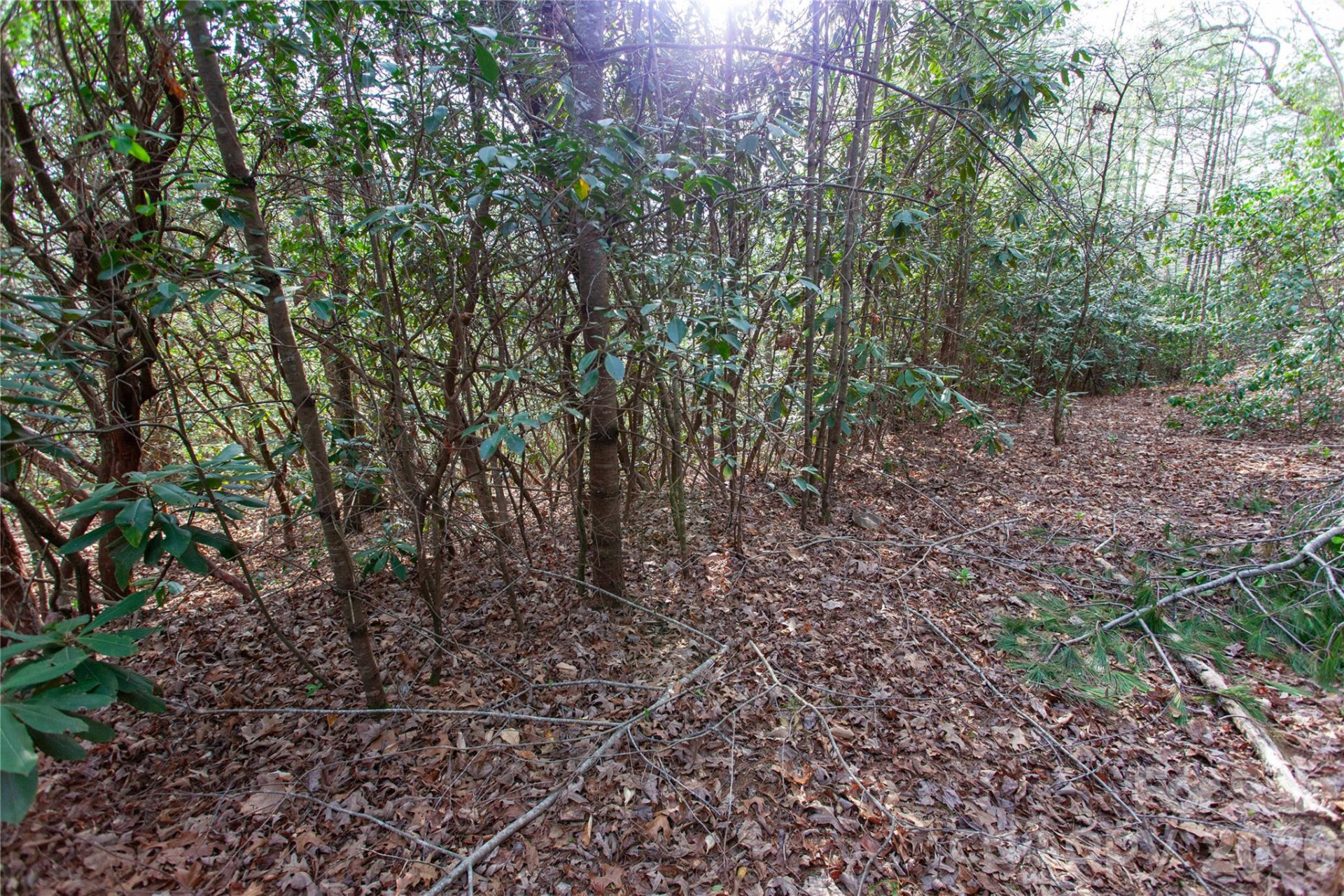 TBD Top of the Mountain Road - Photo 30