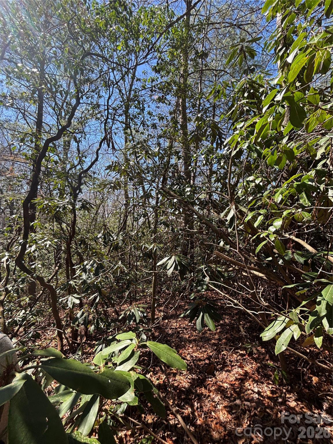 TBD Top of the Mountain Road - Photo 4