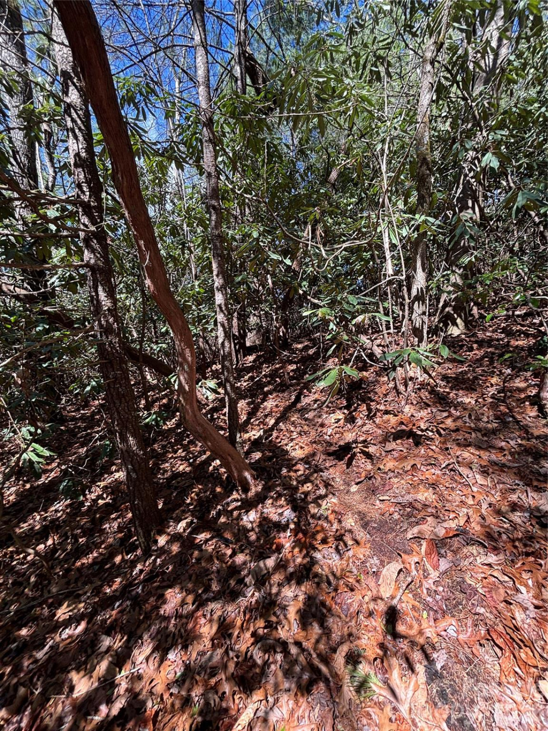 TBD Top of the Mountain Road - Photo 5