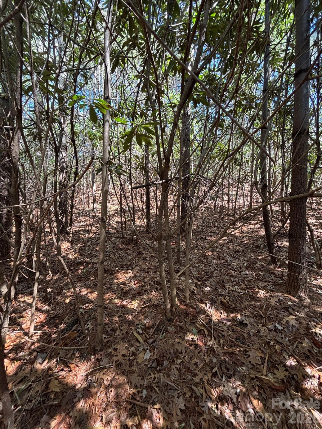 TBD Top of the Mountain Road - Photo 6