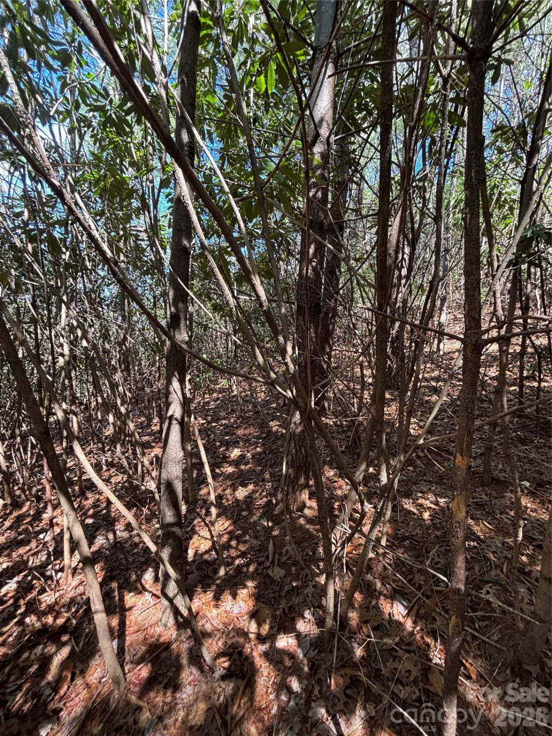 TBD Top of the Mountain Road - Photo 9