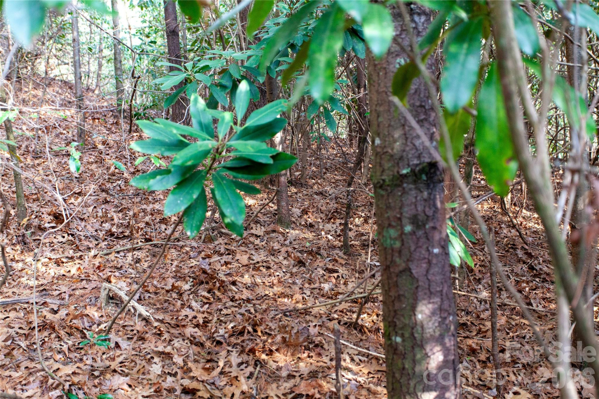 TBD Top of the Mountain Road - Photo 11