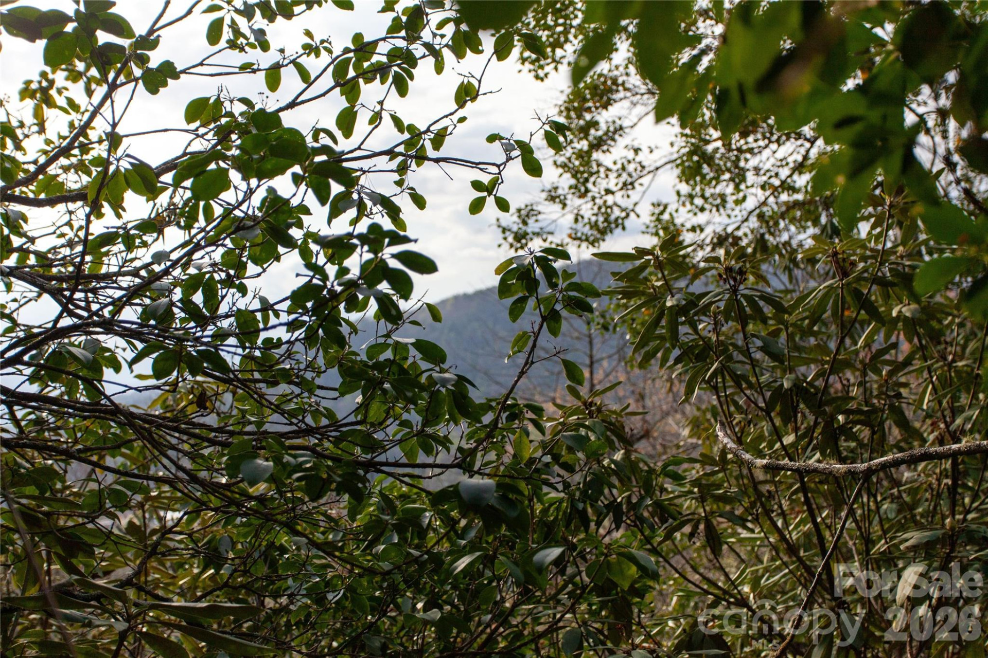 TBD Top of the Mountain Road - Photo 13