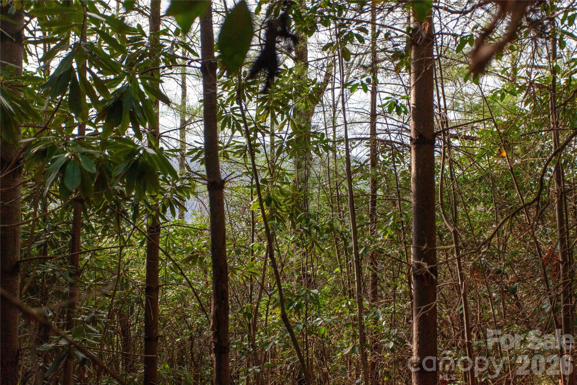 TBD Top of the Mountain Road - Photo 14