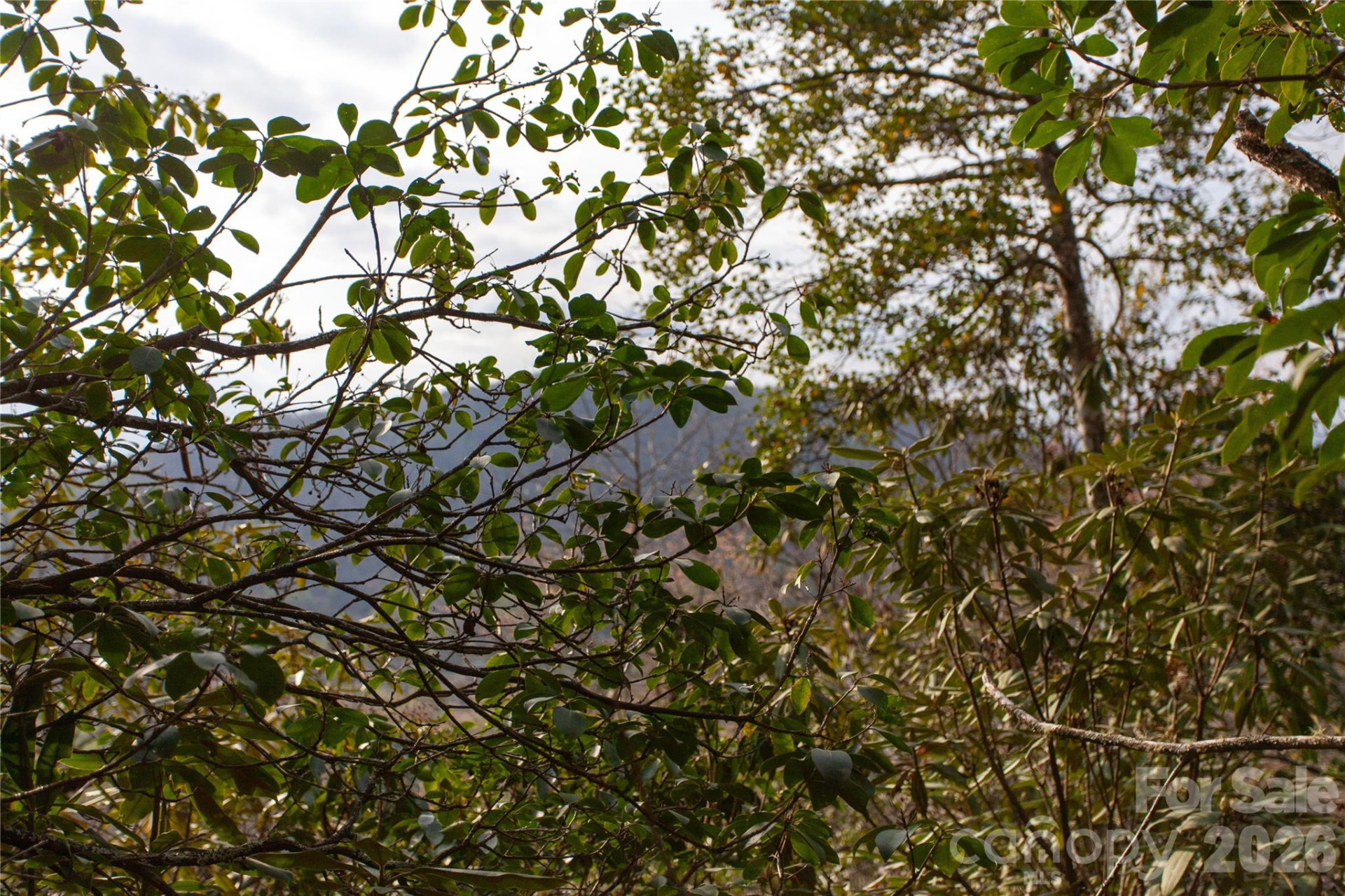 TBD Top of the Mountain Road - Photo 8