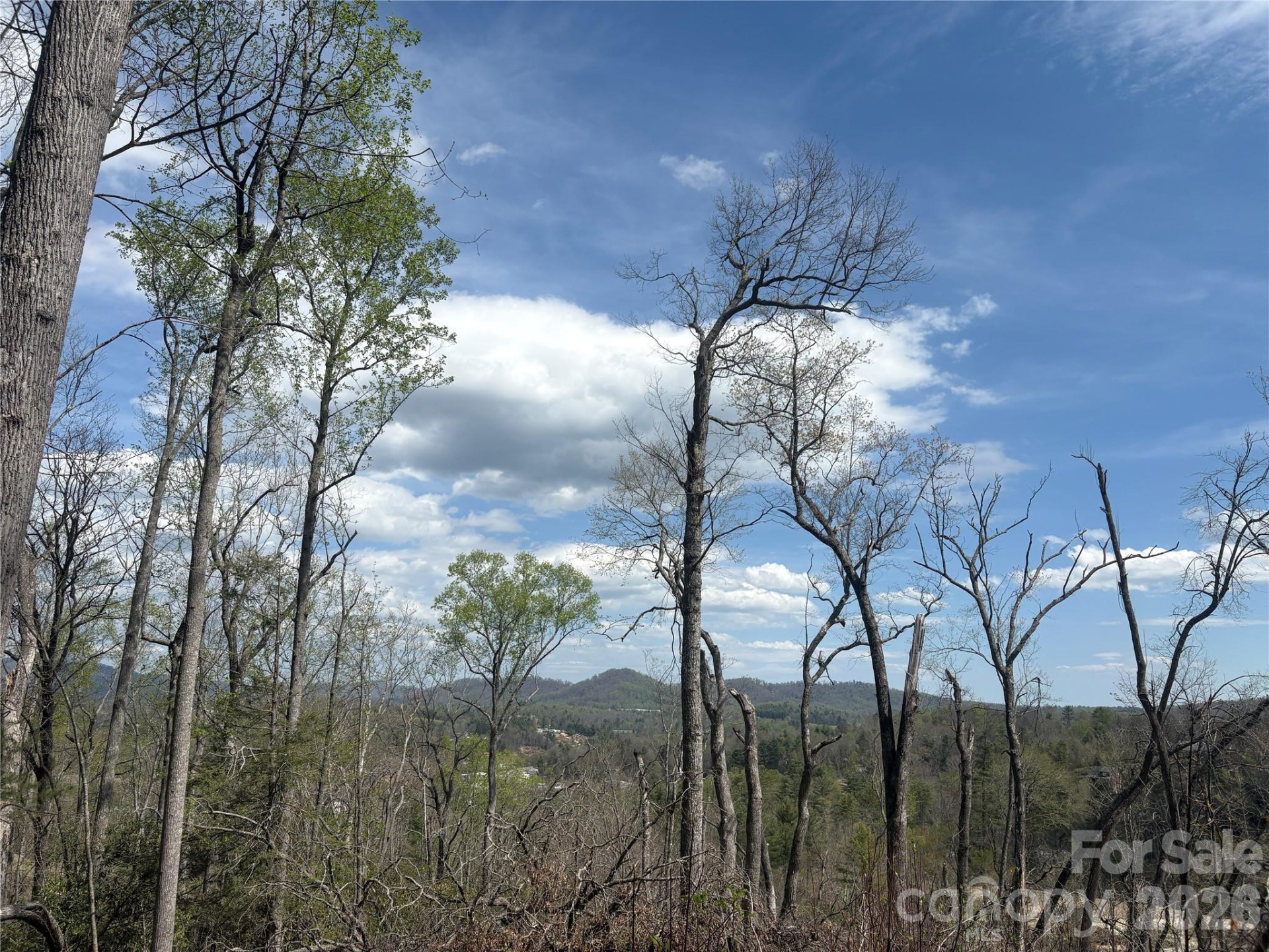 TBD Swiss Pine Lake Drive #117 - Photo 2