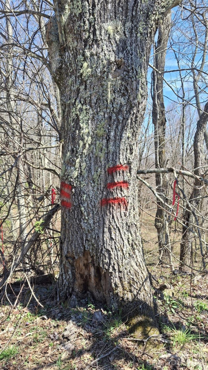 00 Big Ridge Road - Photo 26