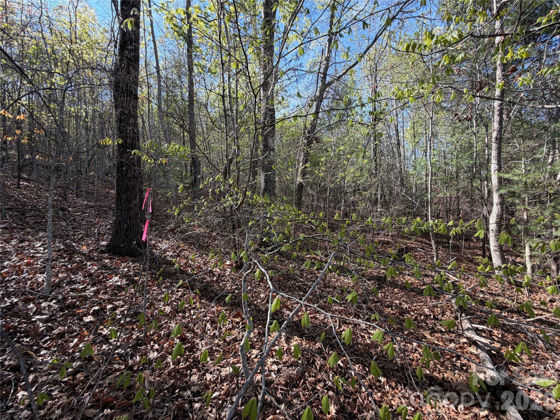 0 Running Cedar Trail - Photo 6