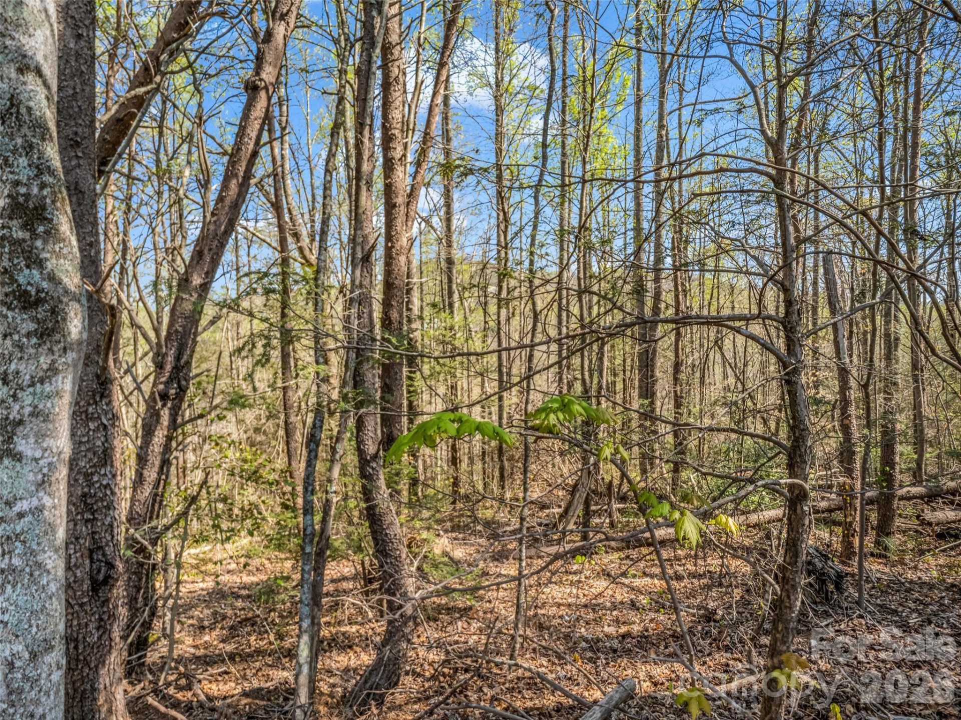 83 Sunny Morning Court - Photo 35