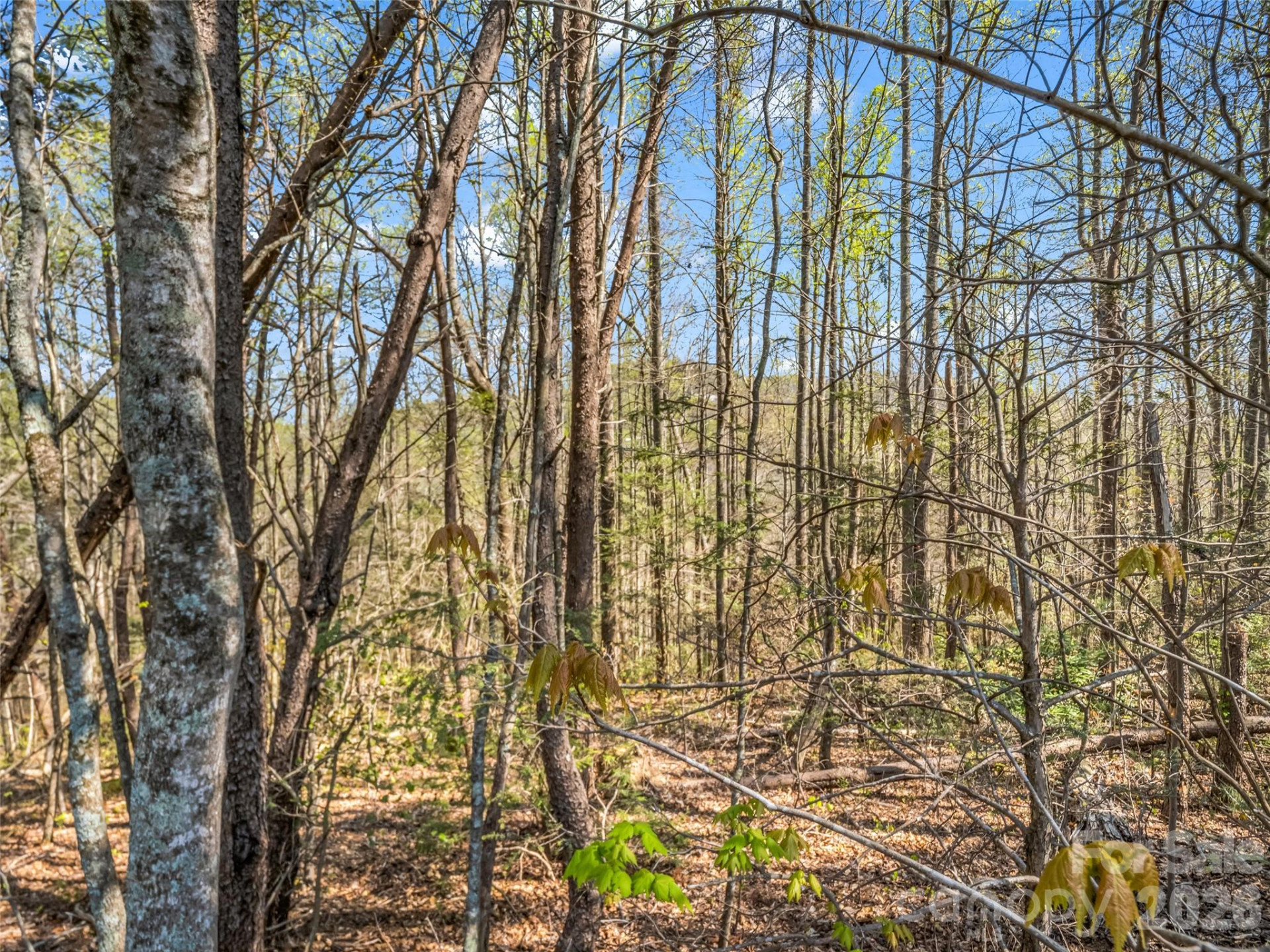 83 Sunny Morning Court - Photo 36