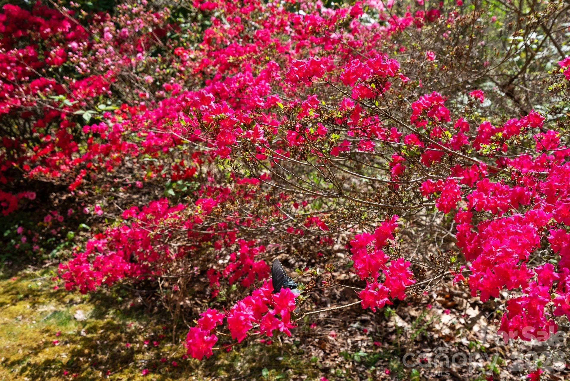 1060 Indian Camp Creek Road - Photo 44