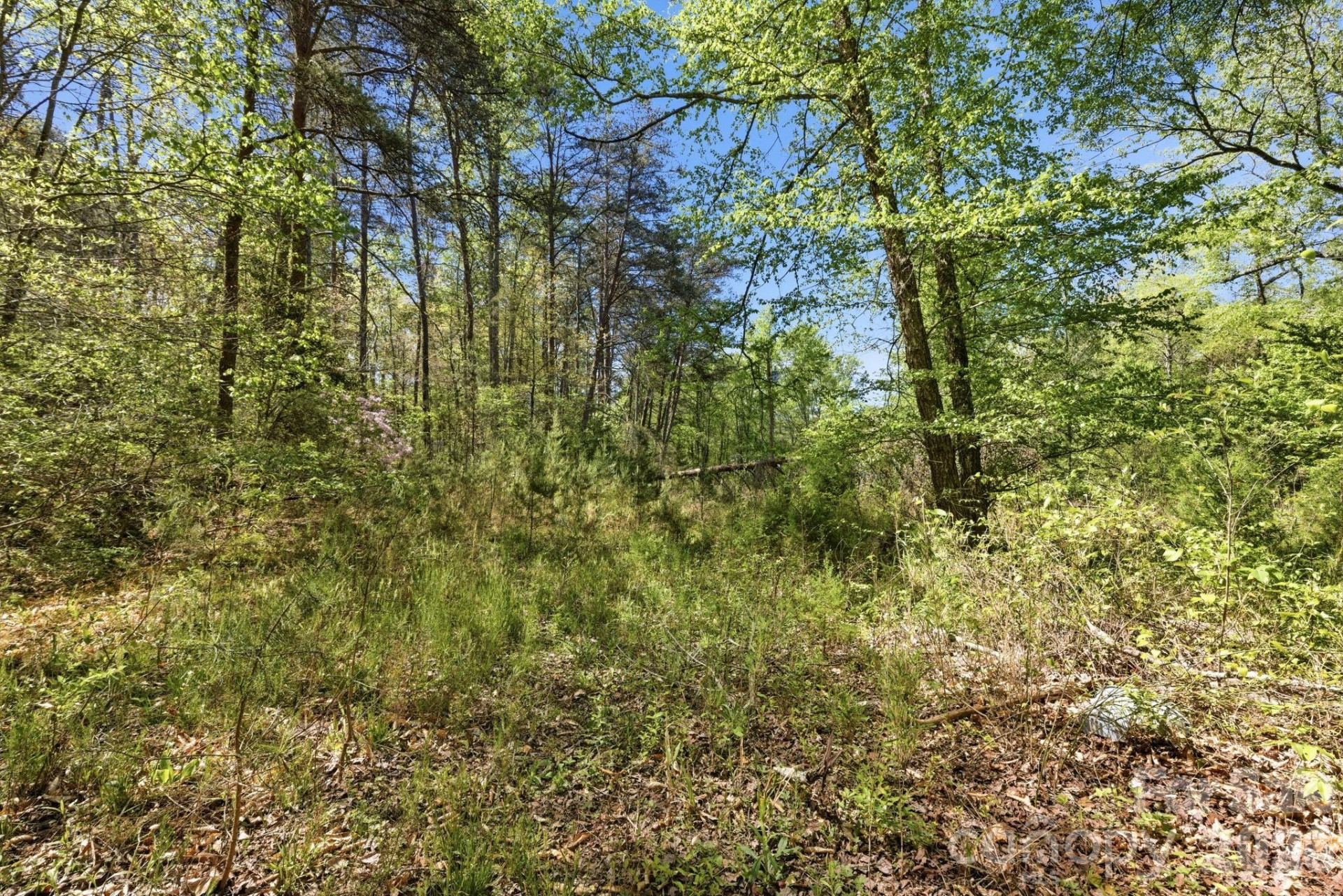 6554 camp meeting Road - Photo 10