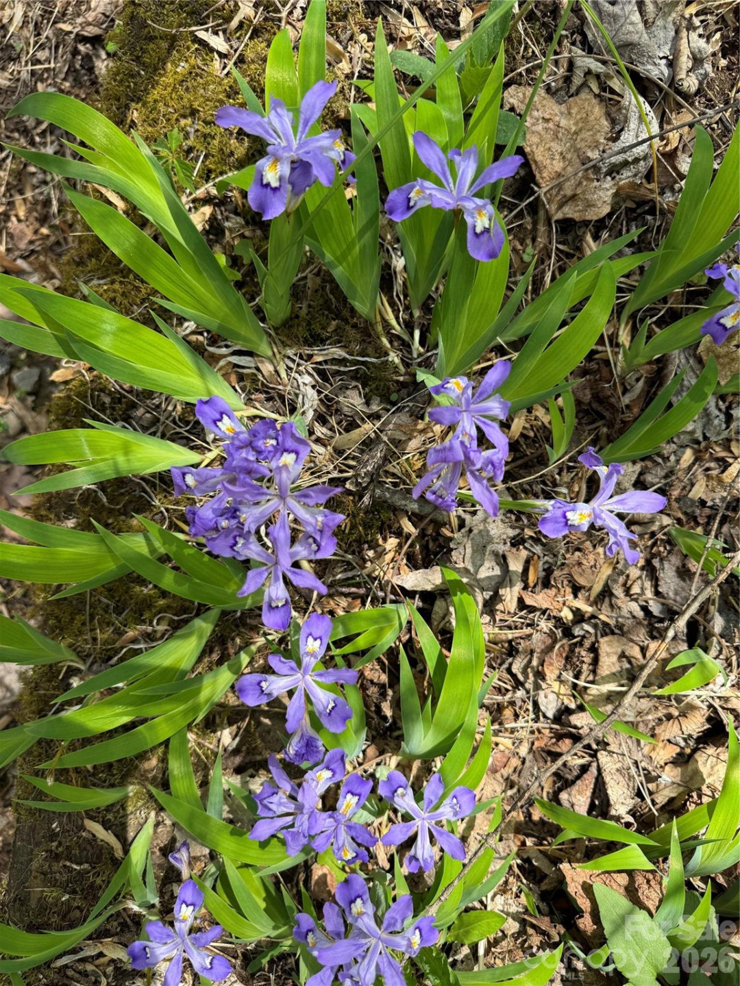 1618 Walnut Creek Road - Photo 31