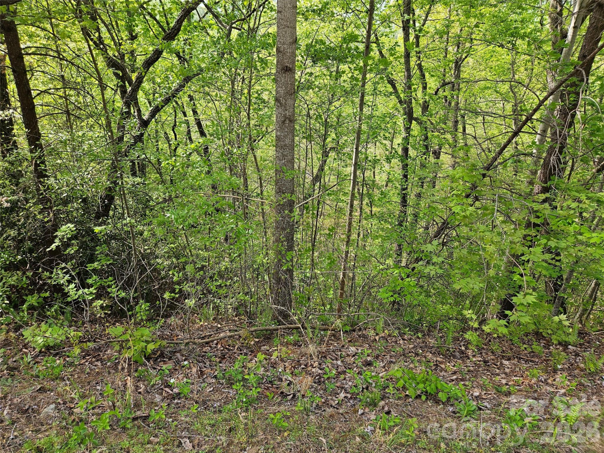 0 High Pines Loop #101 - Photo 5