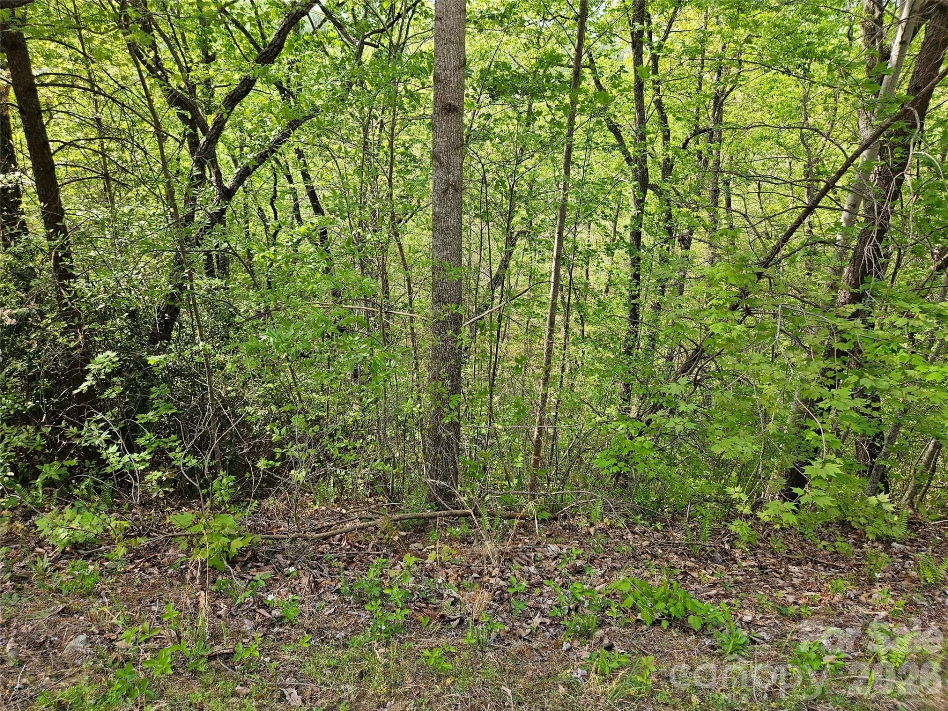 0 High Pines Loop #101 - Photo 5