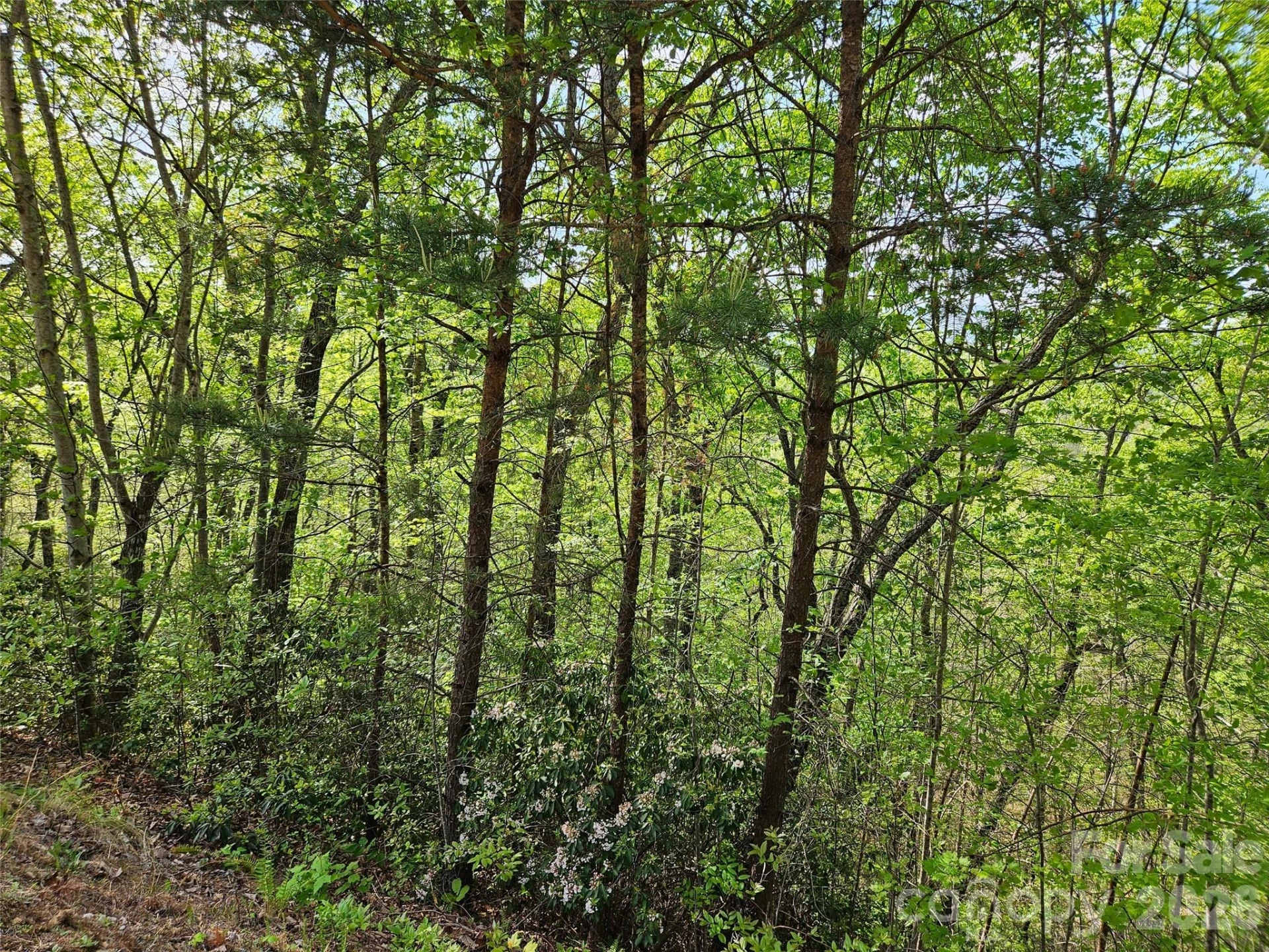 0 High Pines Loop #101 - Photo 6